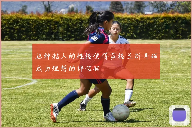 这种粘人的性格使得苏格兰折耳猫成为理想的伴侣猫